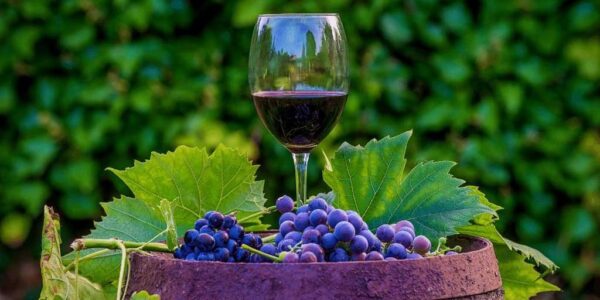 О чем стоит помнить при выборе оборудования для виноделия