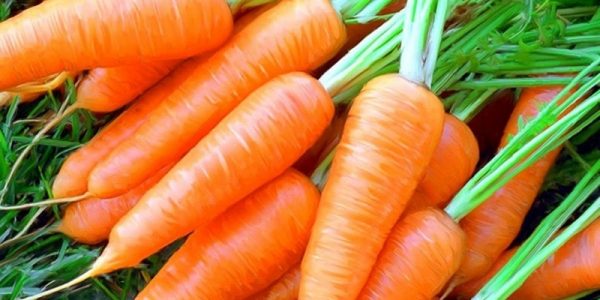 Як правильно вирощувати моркву в Україні?