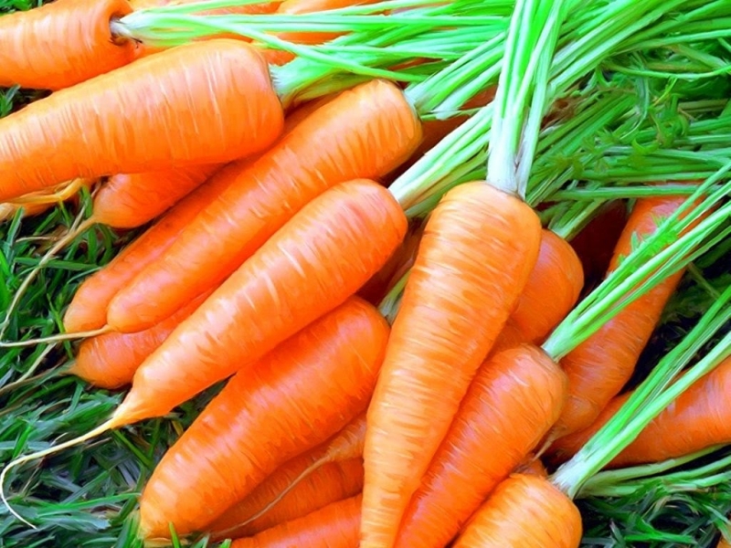 Як правильно вирощувати моркву в Україні?